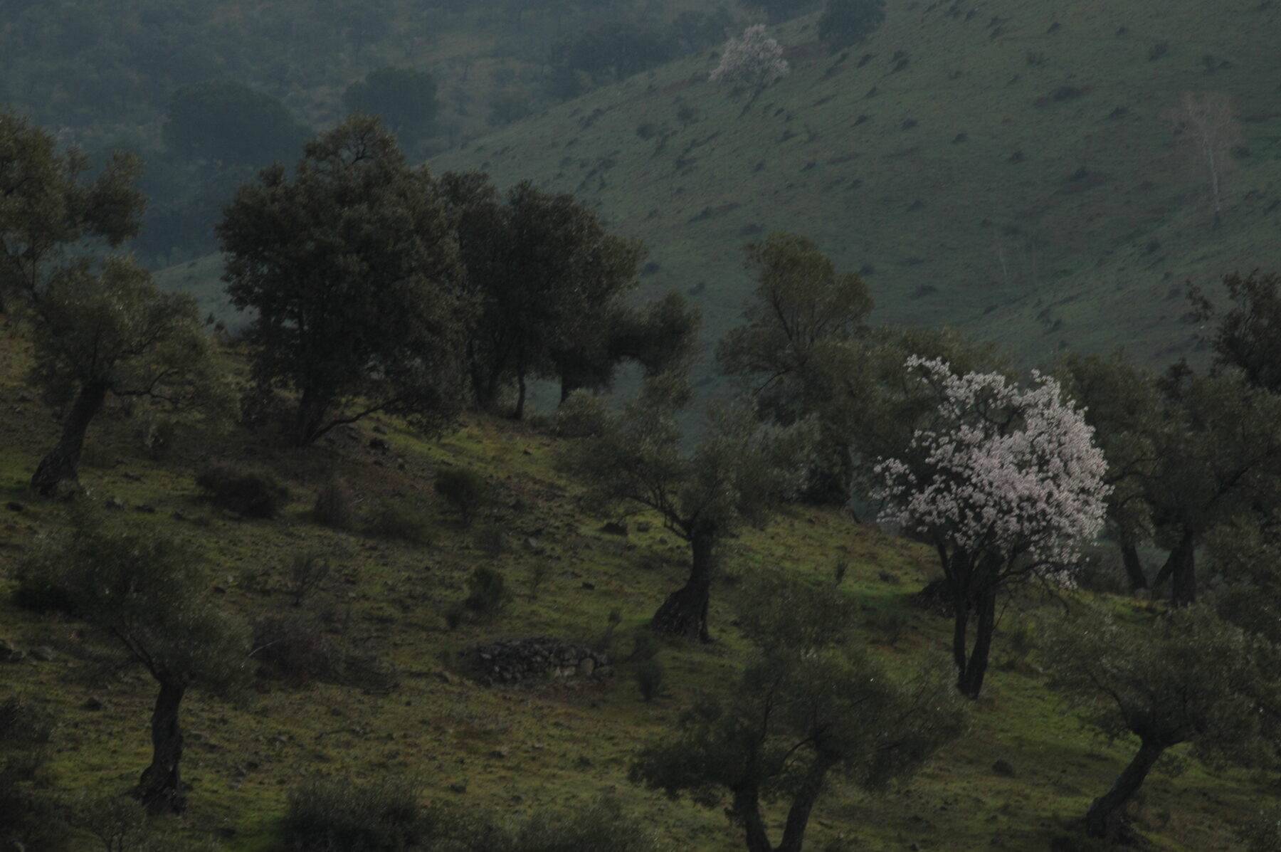 El Olivar de Sierra